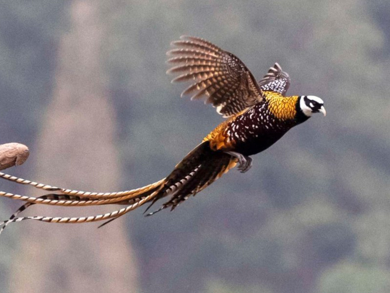 湖北宜昌发现长尾鸡,羽毛靓丽似金甲,性情凶猛敢跳起来叨人_腾讯新闻