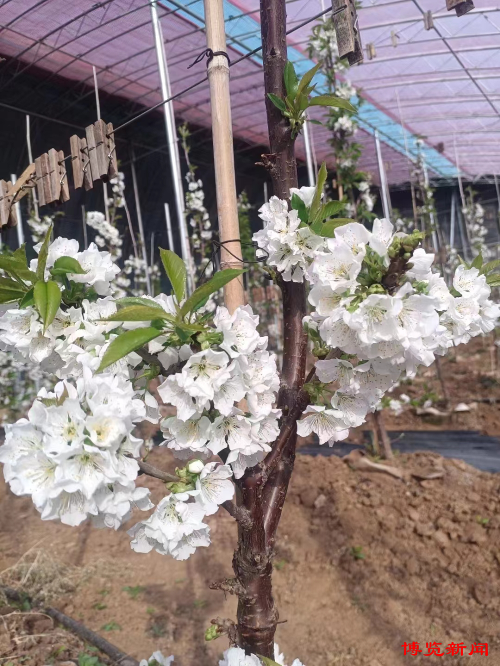 "3月8日,山东源泰农业开发有限公司总经理朱启田向记者介绍,"咱们的