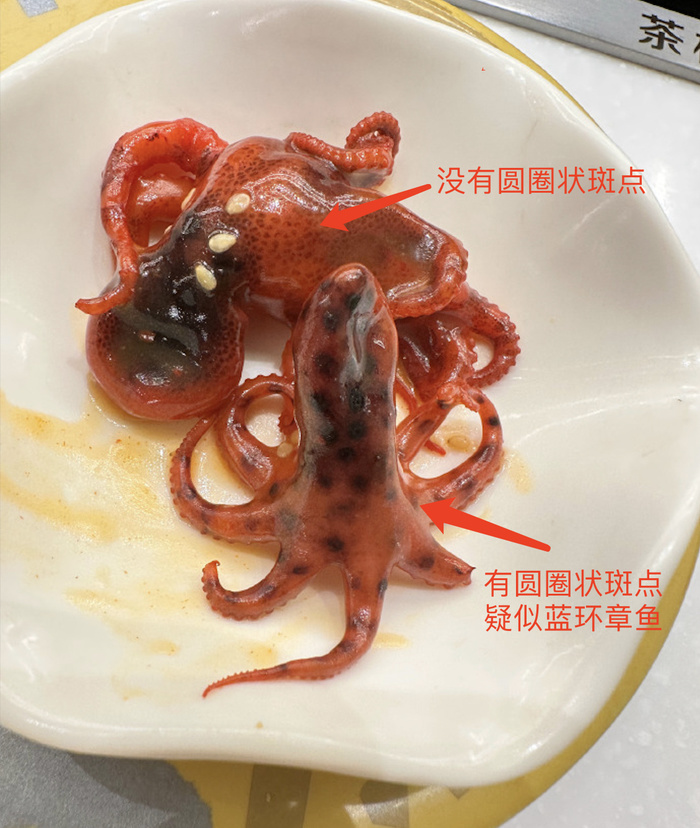 知名连锁日料吃出剧毒"蓝环章鱼"!