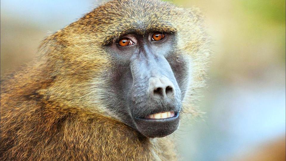 德国一动物园宣称要扑杀园中近一半的狒狒,是哪种狒狒?竟是近危物种