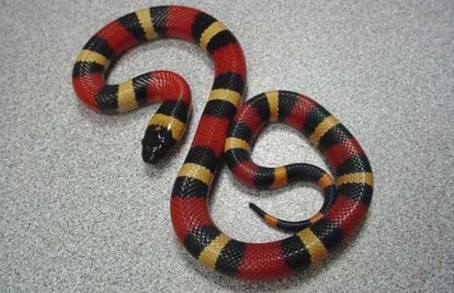 动物趣闻:奶蛇的名字是怎么来的,它与剧毒的珊瑚蛇怎么区分