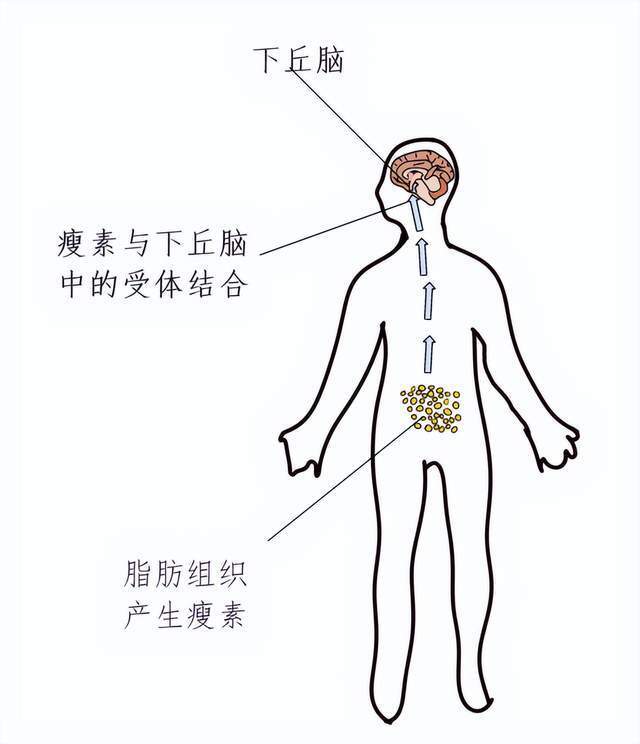 藥物減肥_減肥藥物前十名_減肥藥物有哪些