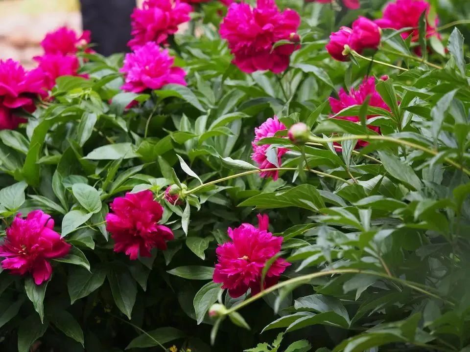 组图 | 济南牡丹园里的芍药花开正艳