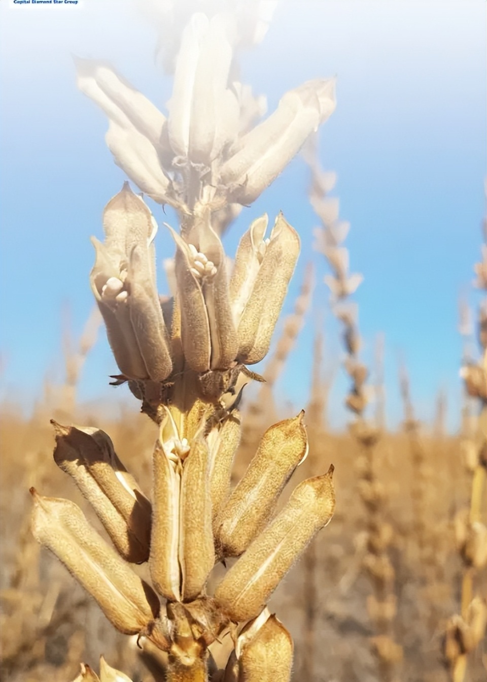 缅甸曼德勒热季芝麻喜迎"金色收获",农户笑逐颜开