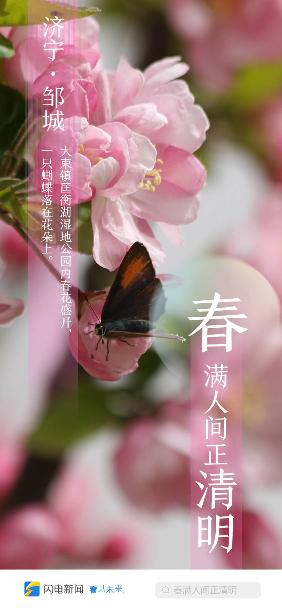 闪电海报|春满人间正清明 云游齐鲁打卡赏花
