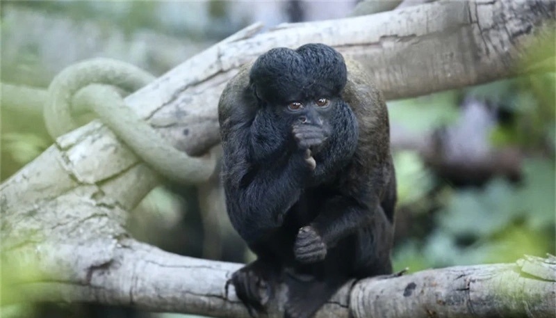 南京红山动物园猴子因长相炸裂走红,猴中无脸男,虚胖丑萌又专情