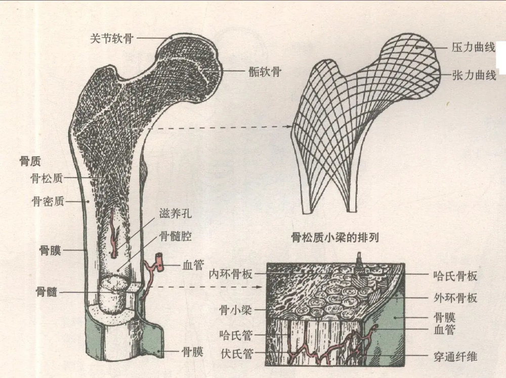 宏观来说,骨骼强度受限于骨松质质量骨皮质厚度,骨髓腔直径