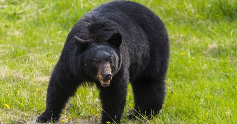 毫无疑问,袭击人的,是美洲黑熊,这是北美的本土物种,也是北美数量最多