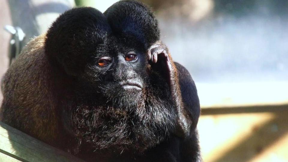 红山动物园这猴子因独特的发型火上热搜,别致的造型是怎么形成的?