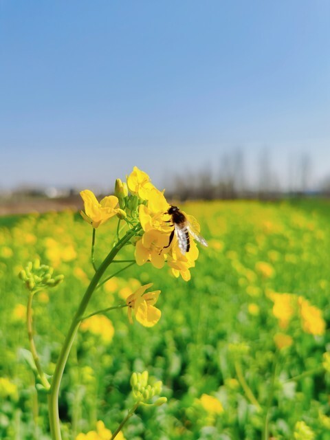 3月你好!春光明媚阳光好,踏青赏花等你来