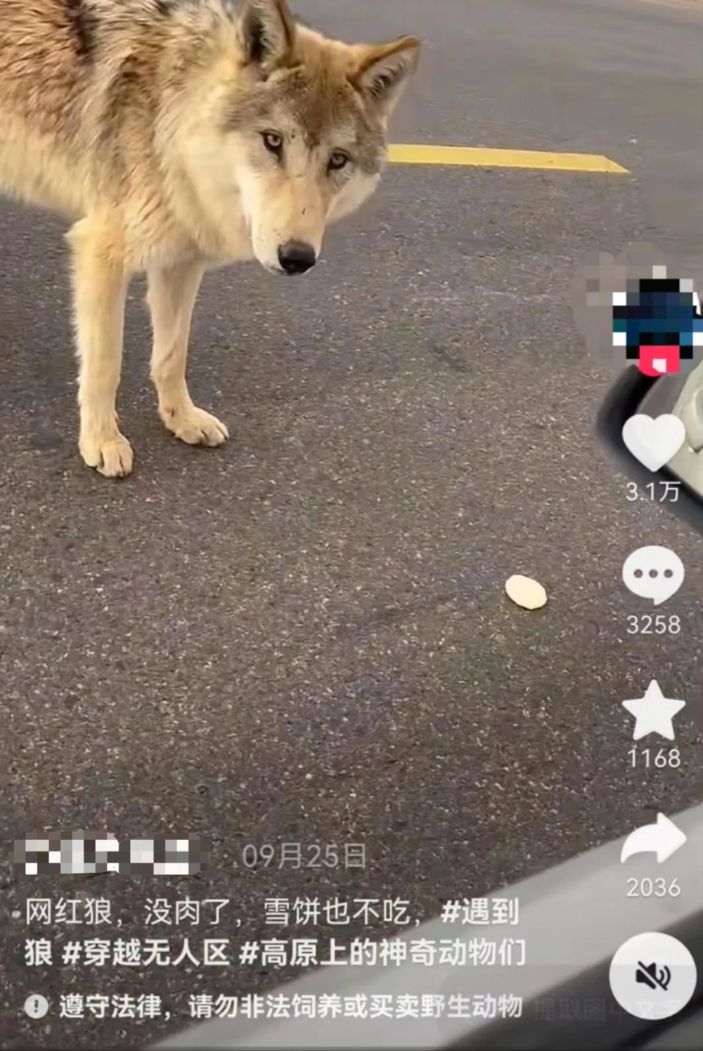 老狼被狼群驱逐孤独流浪,靠在国道上乞讨逆天改命