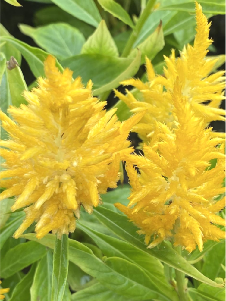 雨中鸡冠花漂亮