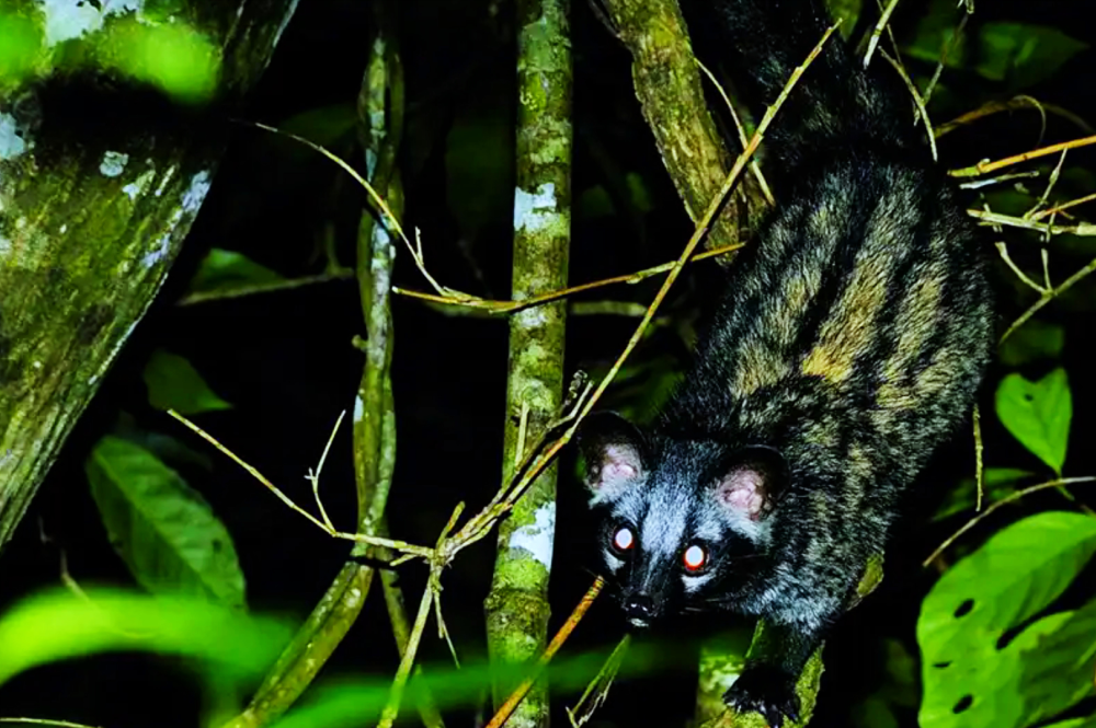 体背有5条显著的黑色纵条纹,体侧有黑斑点,故有花果狸的别称