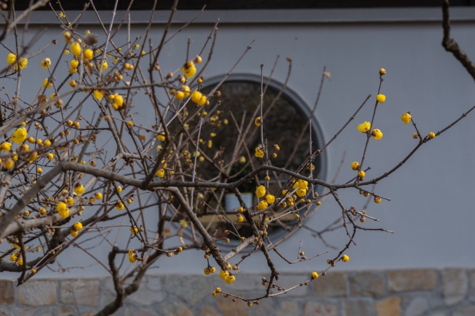 无锡梅园盛开的腊梅花_腾讯新闻