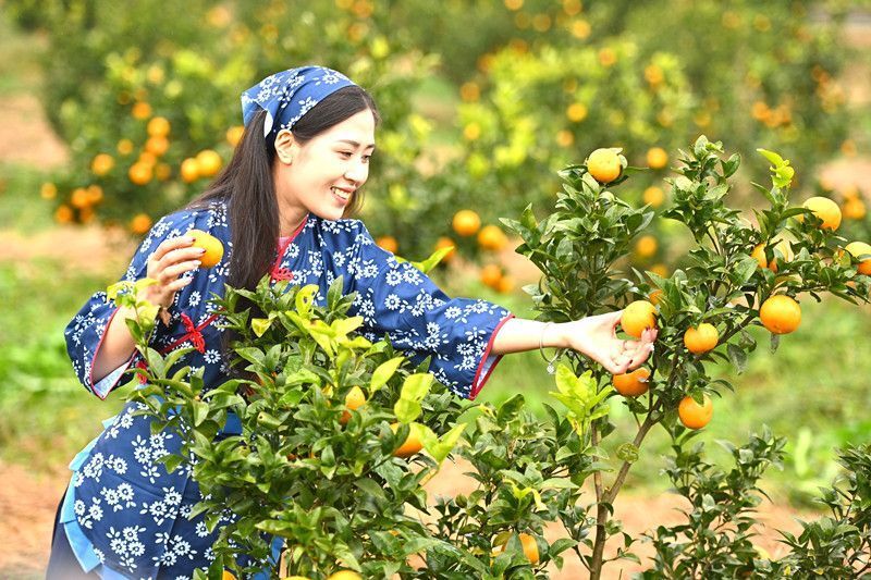 重庆忠县柑橘成熟采摘忙