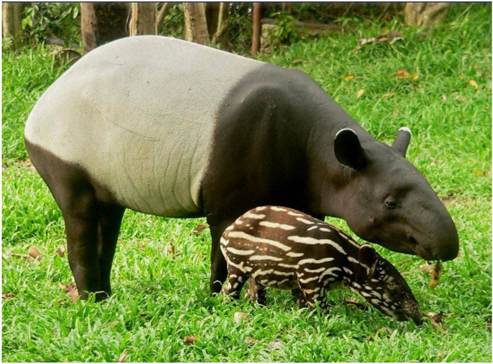 汉文帝霸陵中挖出来的神秘生物"貘",是一种什么动物?