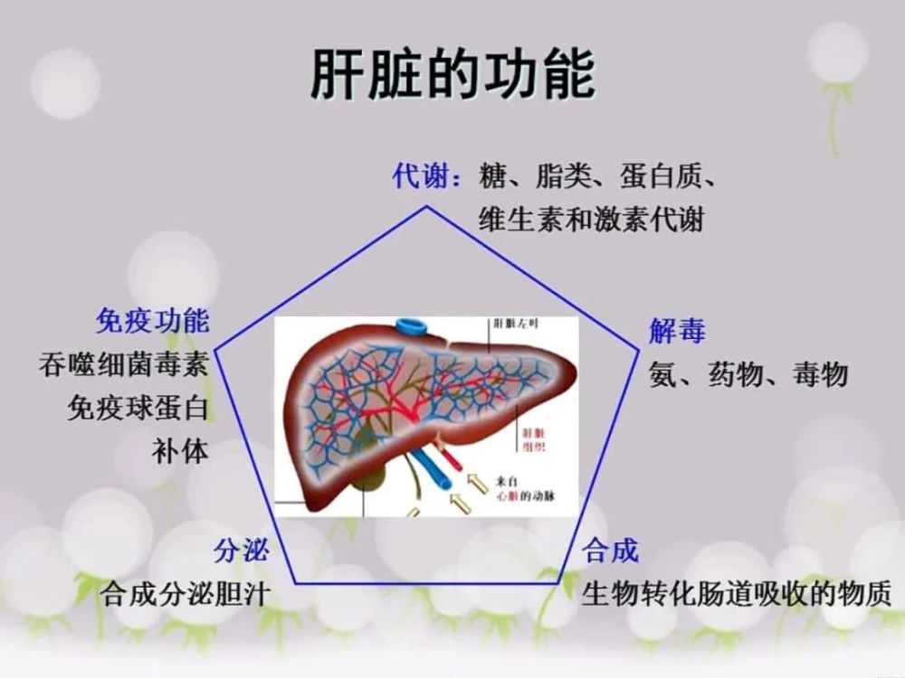 夏天，肝不喜欢的4件事少做，喜欢的2种菜多吃，中老年人多吃