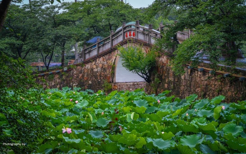 无锡太湖鼋头渚长春桥赏荷