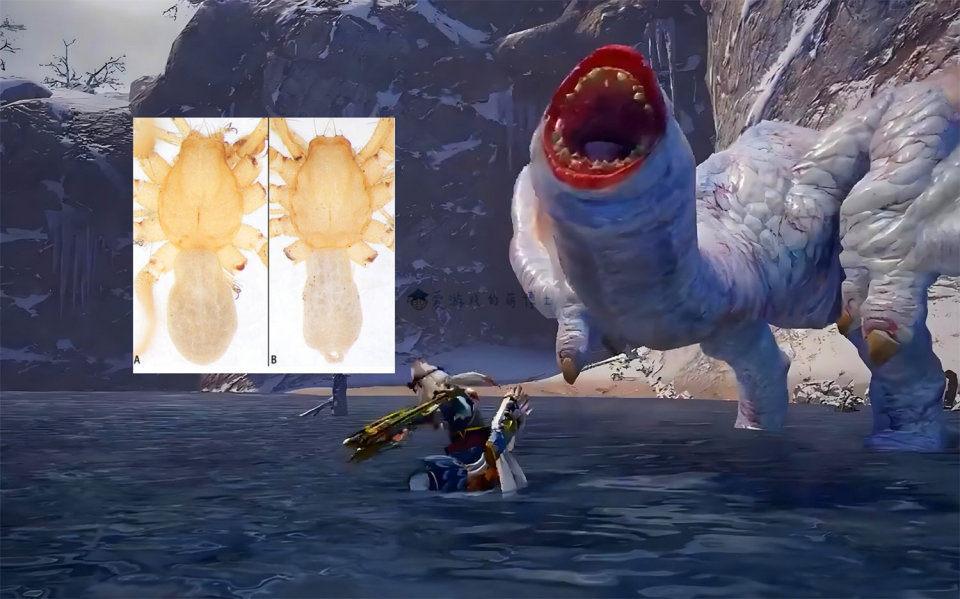 新品种蜘蛛被命名为奇怪龙?原来动物学者是《怪物猎人》玩家