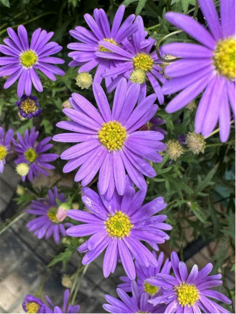 欣赏紫菀盛开"钻石花"