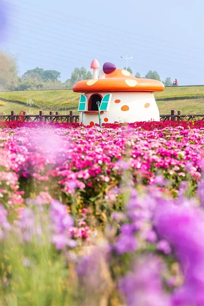 佛山有个七彩花田,花海中藏着秘密,最适合情侣打卡,暑假遛娃