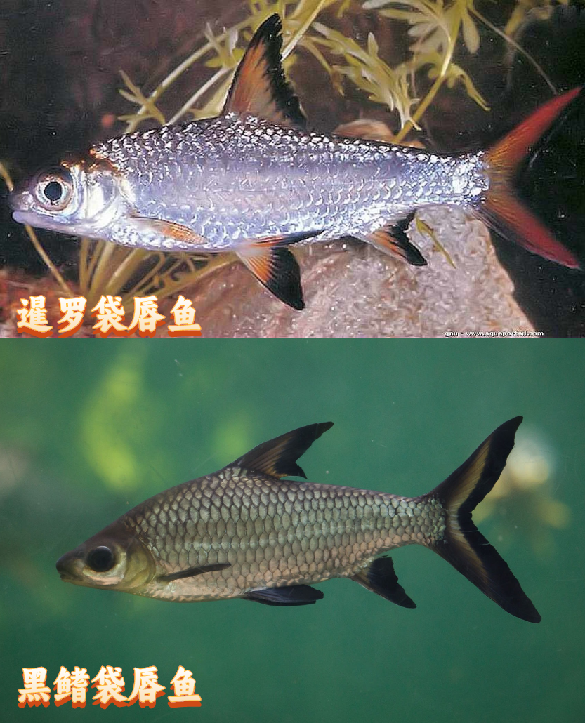 曾经流行的观赏鱼,为何最终走向灭绝?