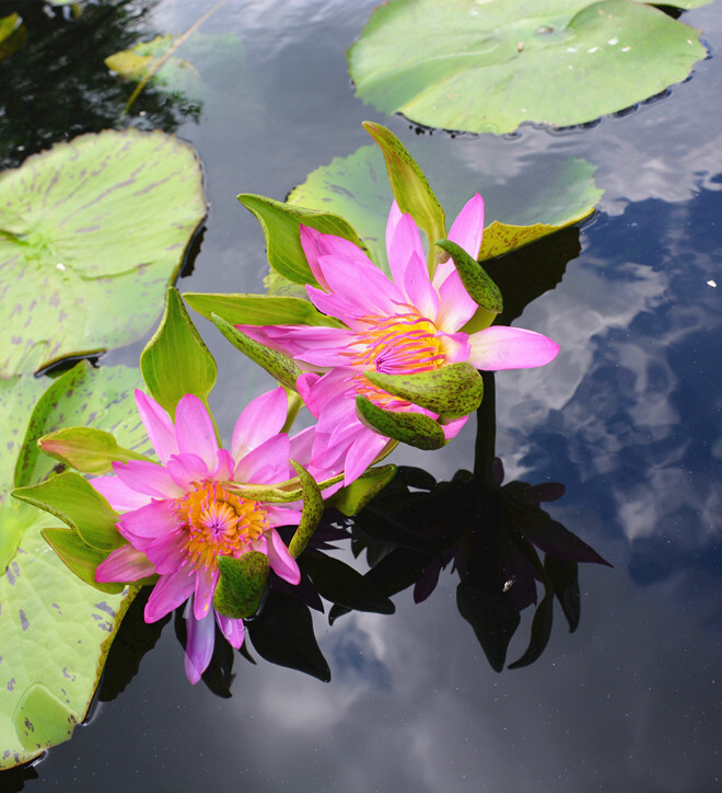 辰山植物园夏韵:睡莲之雅