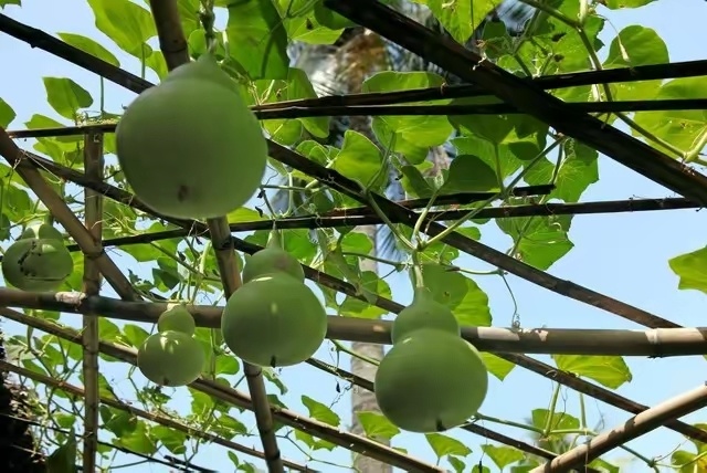 简单6步,在阳台种出小葫芦,一棵就能结十几个,随便盘玩