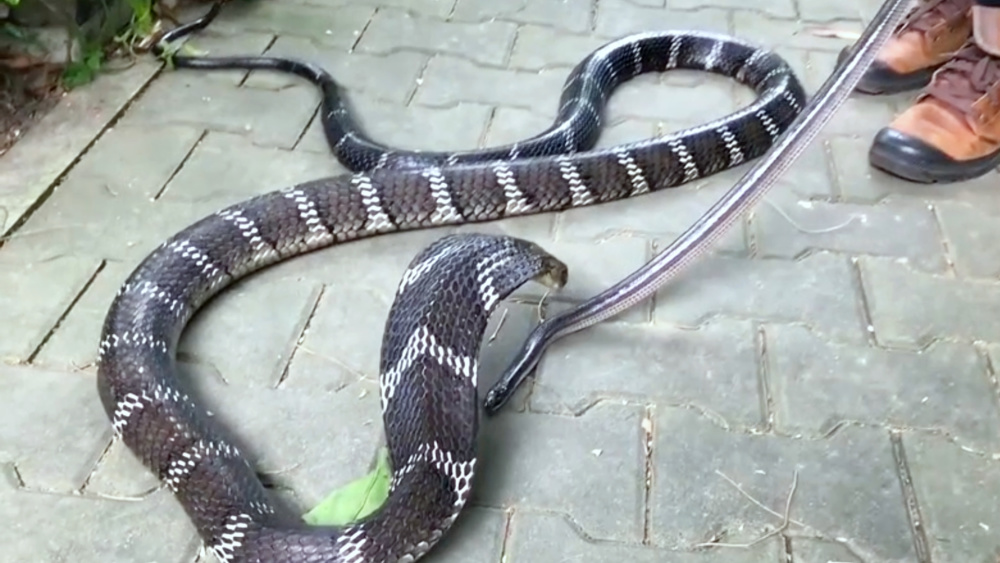 眼镜王蛇是我国致死率最高的毒蛇,它的毒液以突触后神经毒素为主,含有