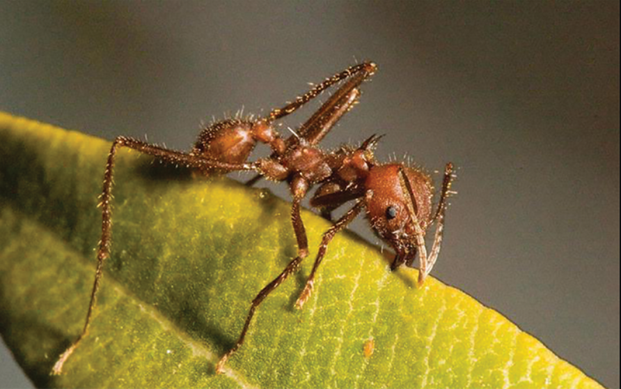 六刺芭切叶蚁图片