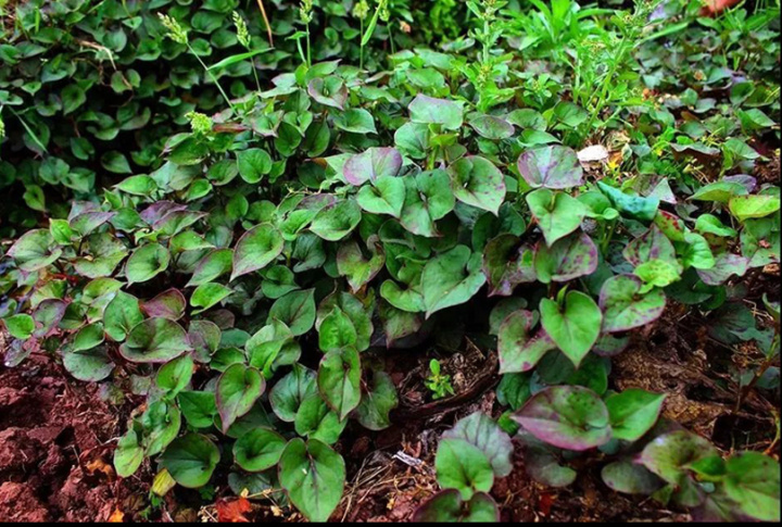 "认识鱼腥草,是在童年时期.