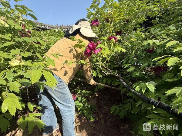 【我们的节日·谷雨】风物：枯枝牡丹的“时光传奇”_腾讯新闻