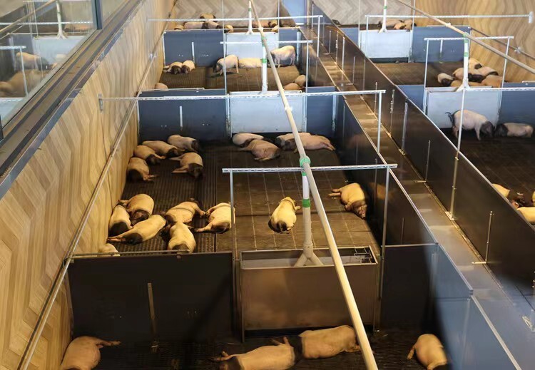 热点住8888元一晚的猪景房送一头生猪你住吗