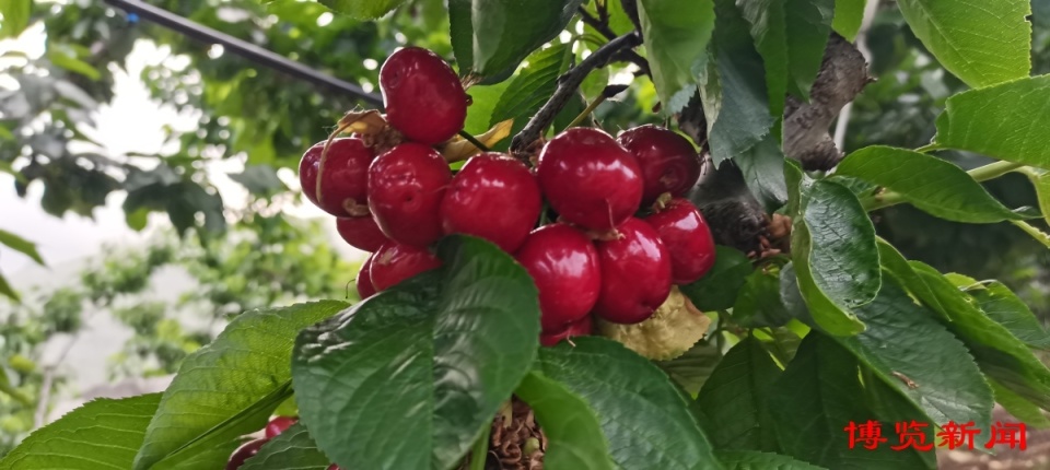 沂源樱桃如何打赢"突围战"