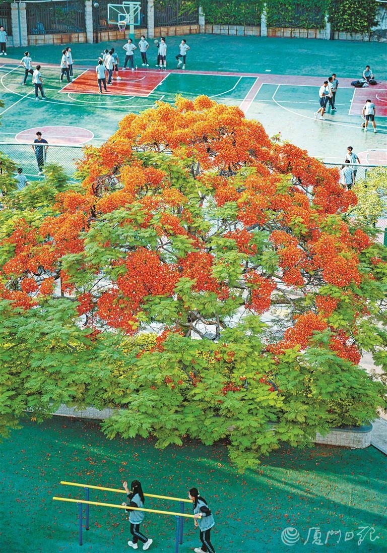 厦门市树市花有多美?欢迎您用镜头说出来