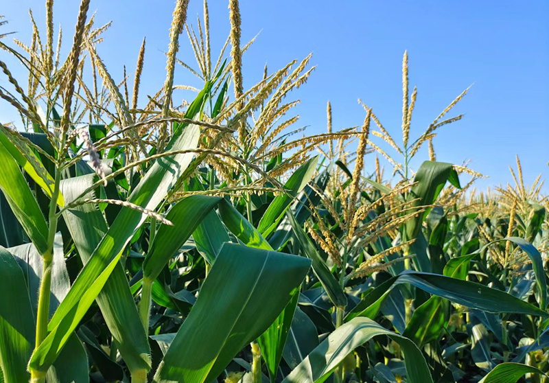 8月份玉米不能放松管理警惕6大问题促进玉米棒大籽多产量高