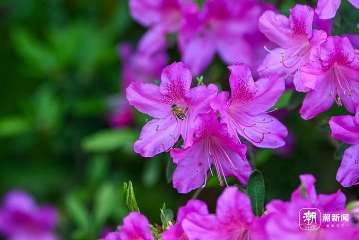 杜鹃花开 邂逅芳华 杭州植物园杜鹃花精品展亮相_腾讯新闻