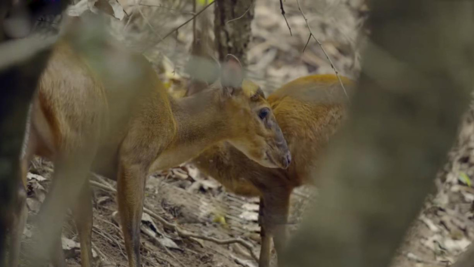 湖北襄阳发现黄猄,身形似鹿叫声像狗,落难后发出阵阵哀嚎声_腾讯新闻