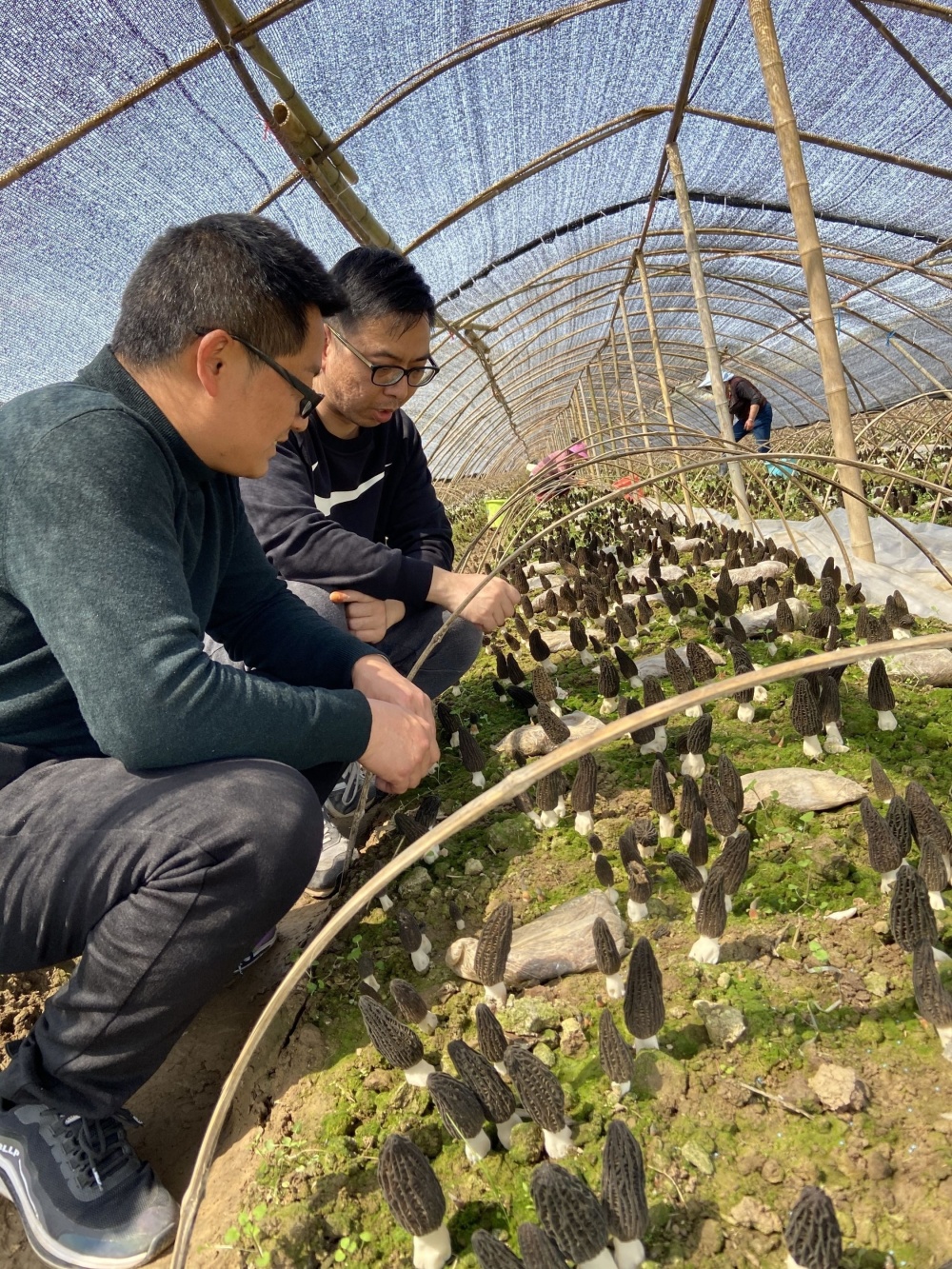 [南方生姜网-图片加载]