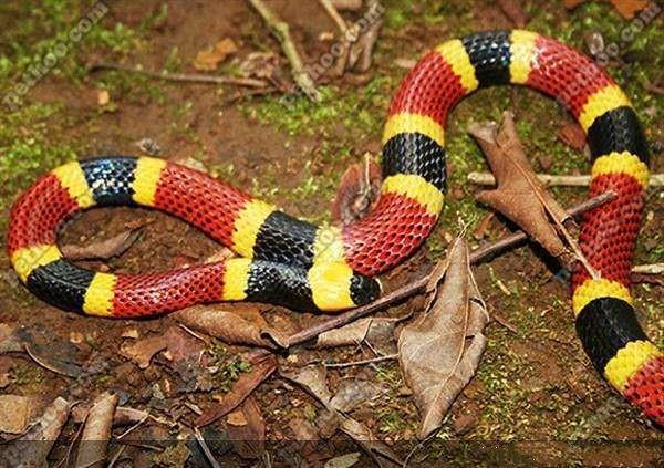 珊瑚蛇王蛇有些蛇身体花纹鲜艳显眼,比如珊瑚蛇,它拥有红,黄,黑相间的
