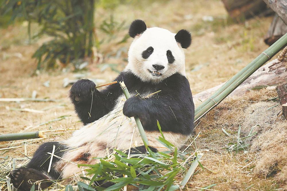 大熊貓來福州了 這次是5隻