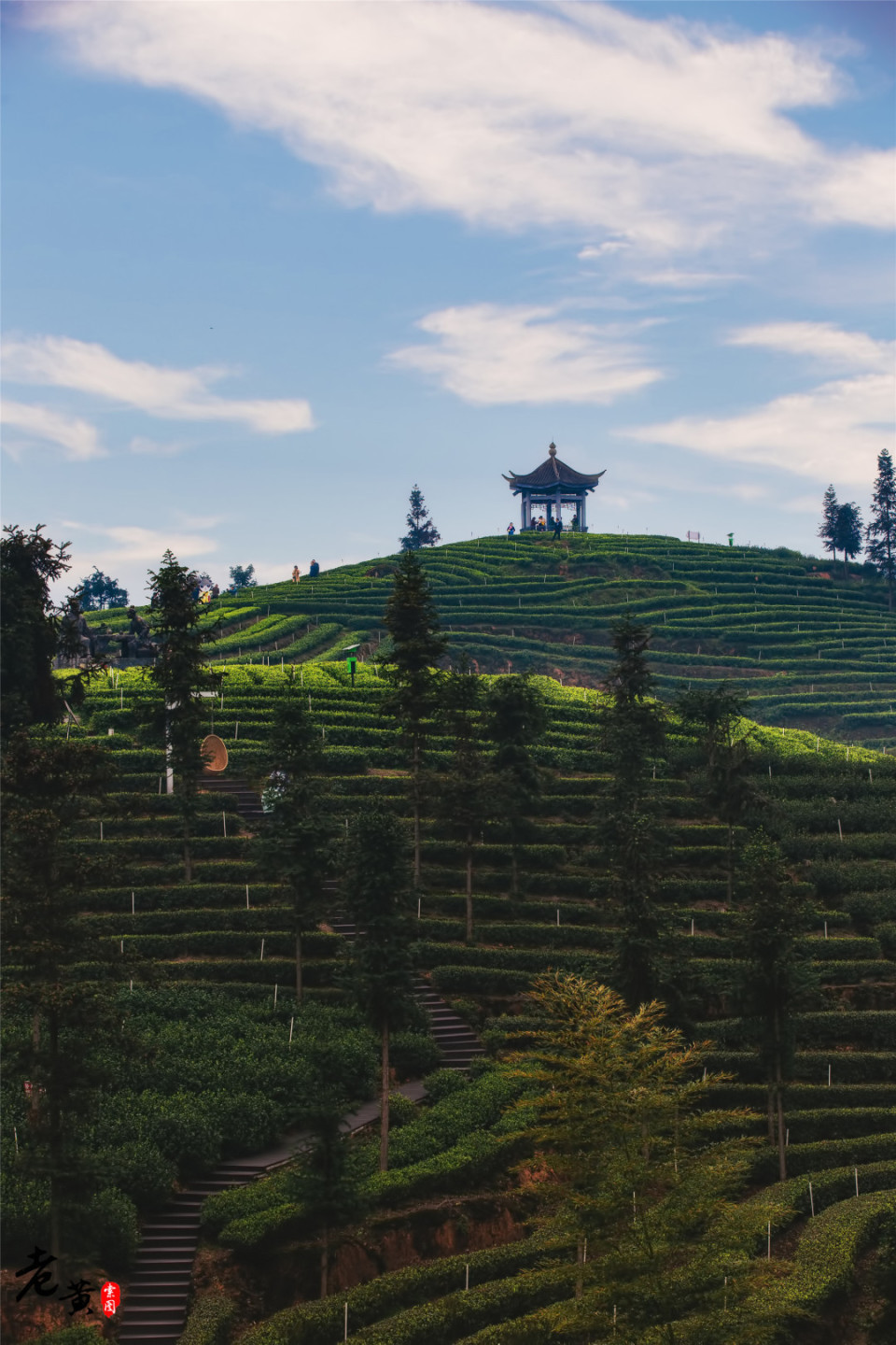 纳溪梅岭茶山介绍图片