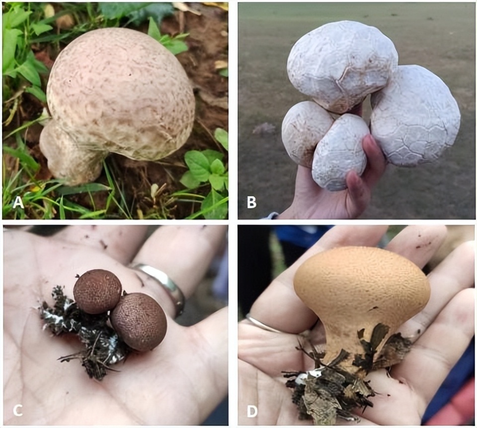 你听说过生肖蘑菇吗?点击了解食用菌的中国故事