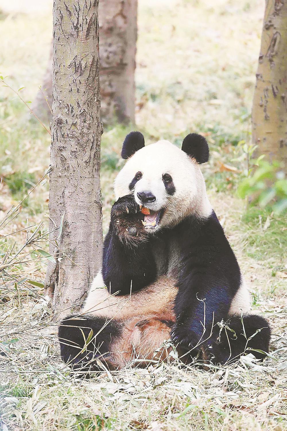 大熊貓來福州了 這次是5隻 - 