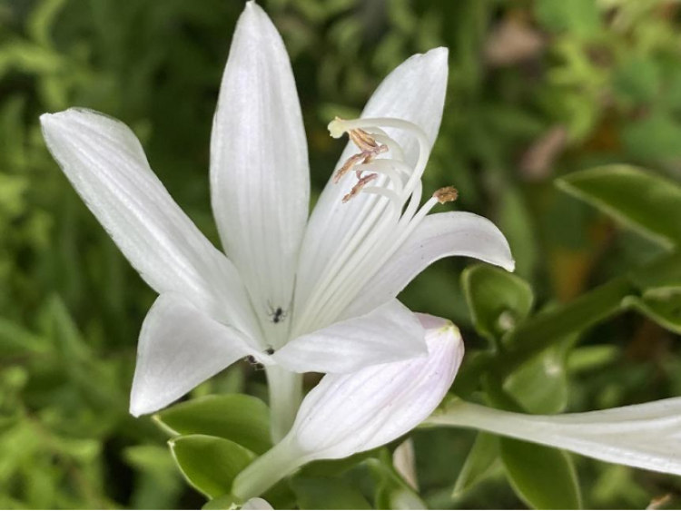 玉簪花开花图片大全图片