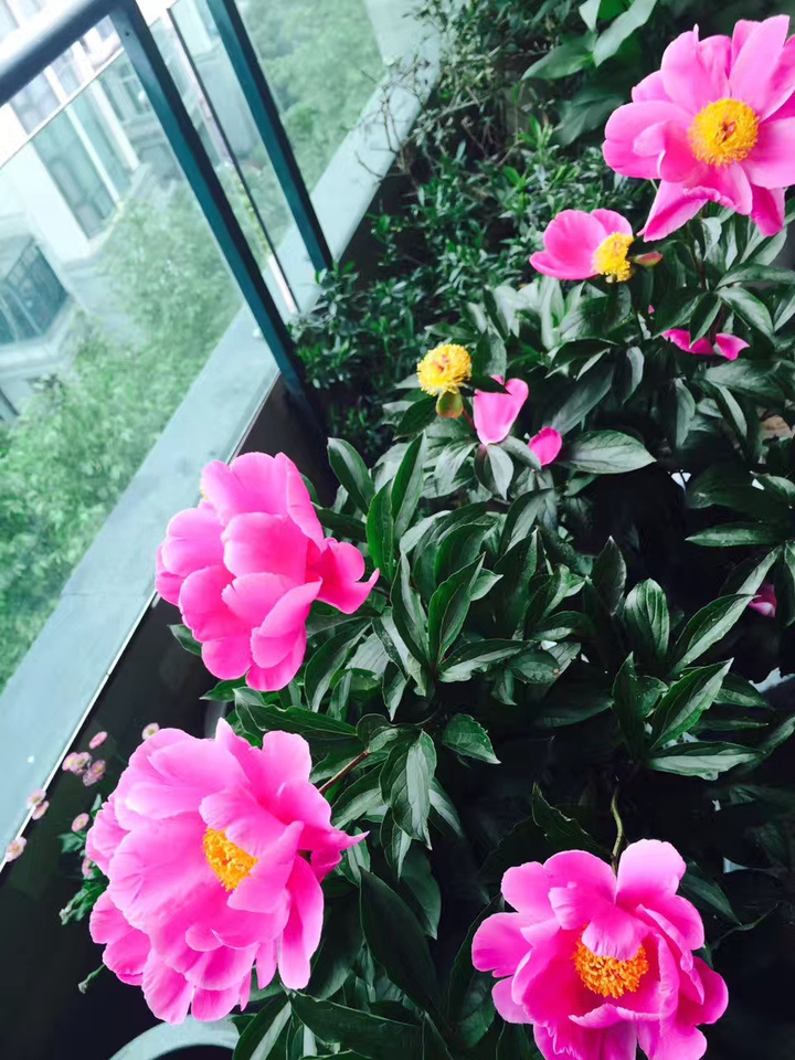 暮色里,两盆葳蕤碧绿的芍药,枝头花蕾俏立,在晚风中摇曳,惊艳莫名.