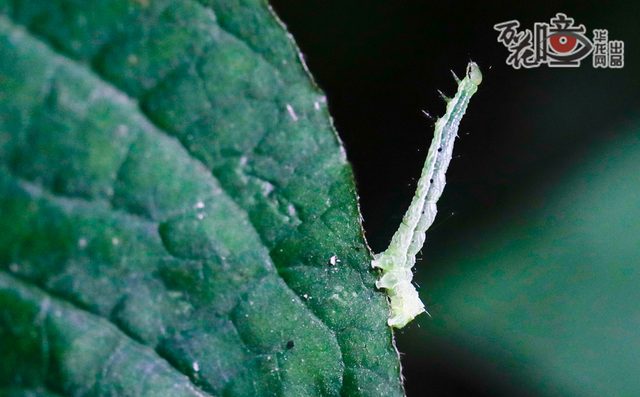 龙杰说,它叫蚰蜒,又叫千足虫,和蜈蚣是近亲,它能分泌毒液,触及人体