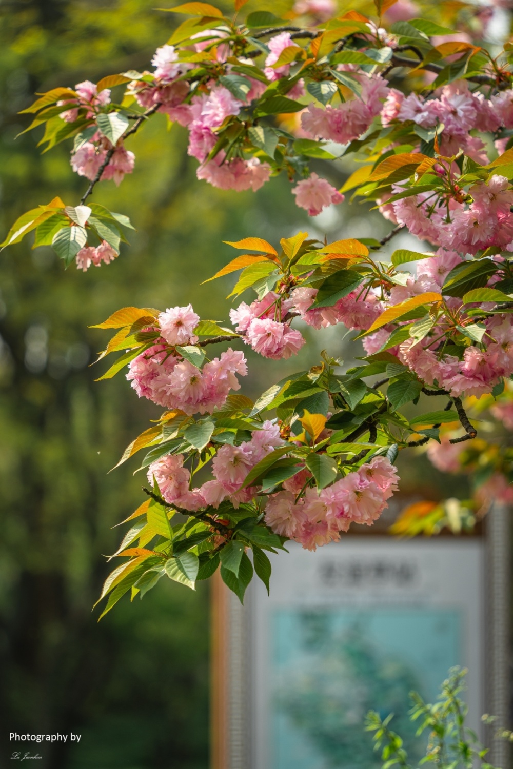 无锡太湖鼋头渚樱花谷晚樱