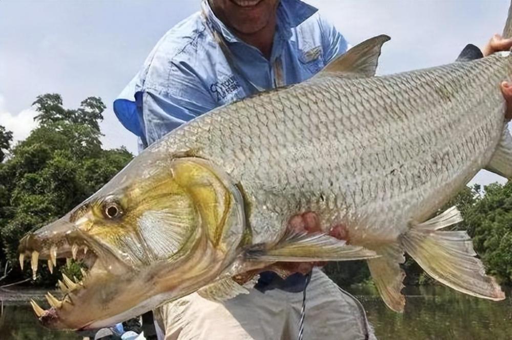 盘点世界上十大可怕淡水鱼,电鳗名列其中_腾讯新闻