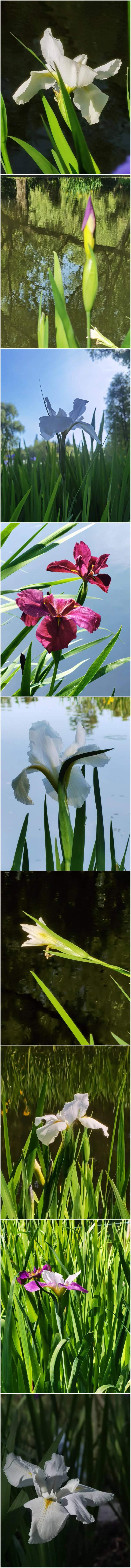 小贴士鸢尾花花语鸢尾花在我国常用以象征爱情,友谊,圣洁等多种意义.